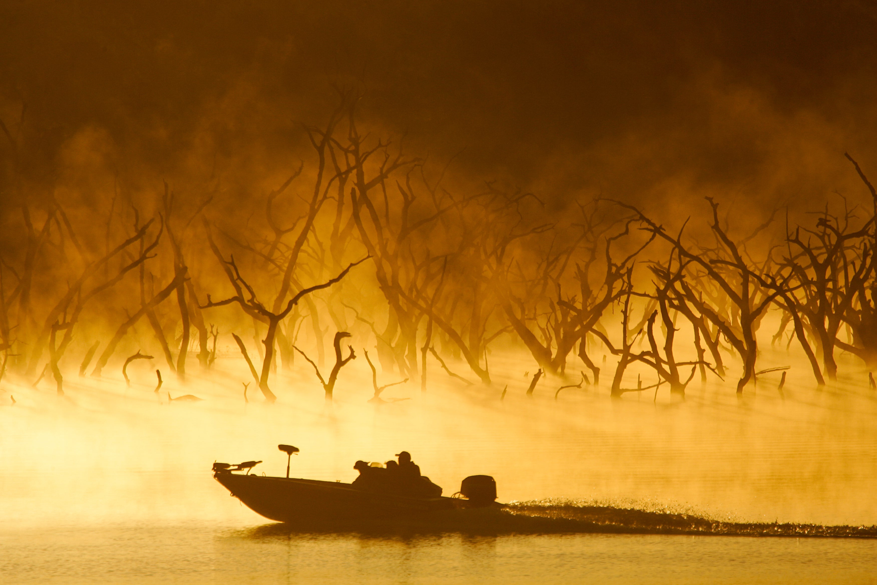 Bass boat cruising along edge of dead tree forest